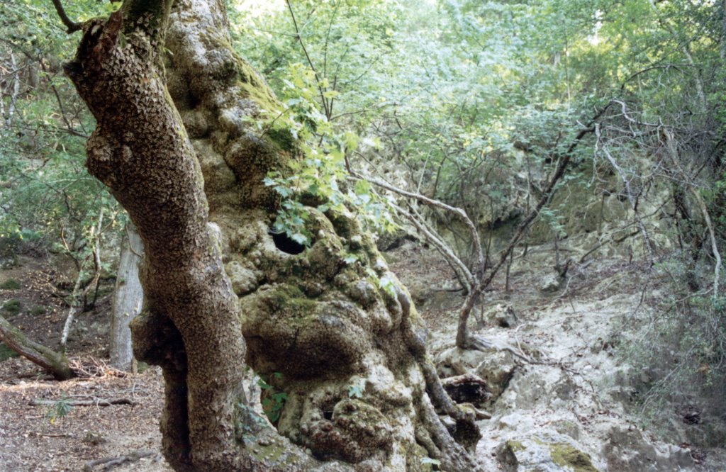 Rhodos 1993 "Petaloudes - Sommerfugledalen" by kjokim