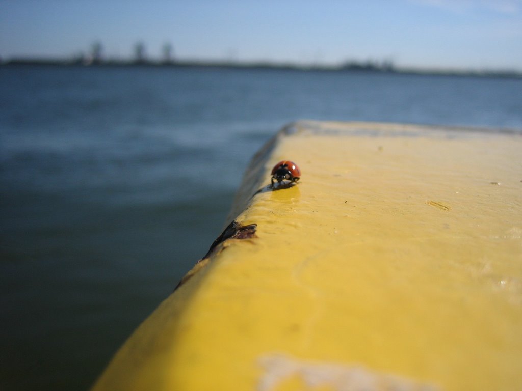 Ladybird on board by Jarek W.