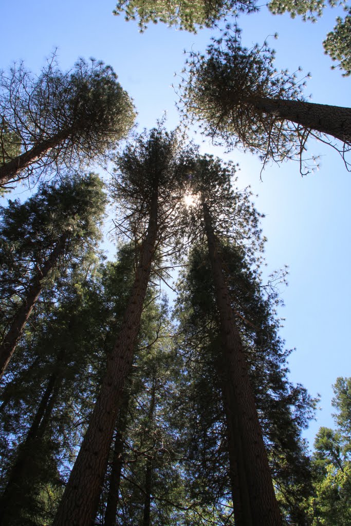 Ponderosa Pine Trees Near Happy Isles, Yosemite National Park by davidcmc58