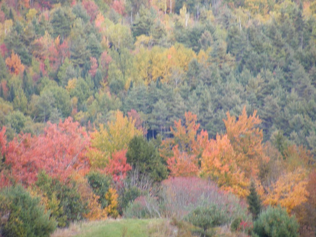 Fall colors by JBTHEMILKER