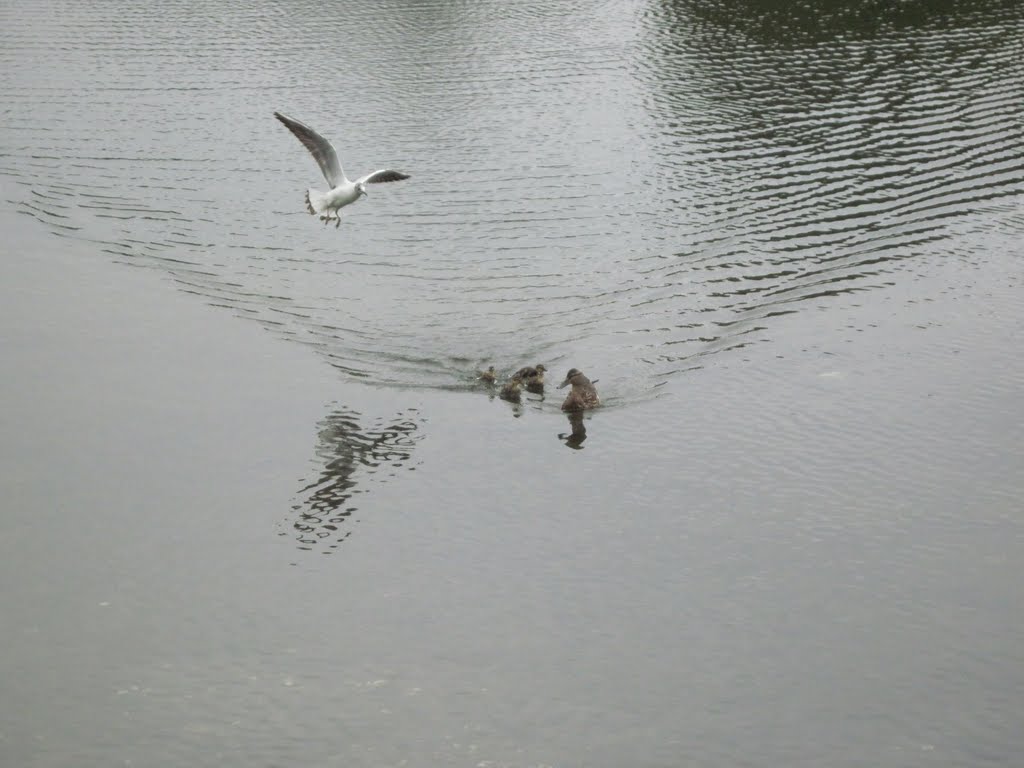 Gull bothers duck with ducklings. Stadsgraven (City grave), Christianshavn. Copenhagen by dpr