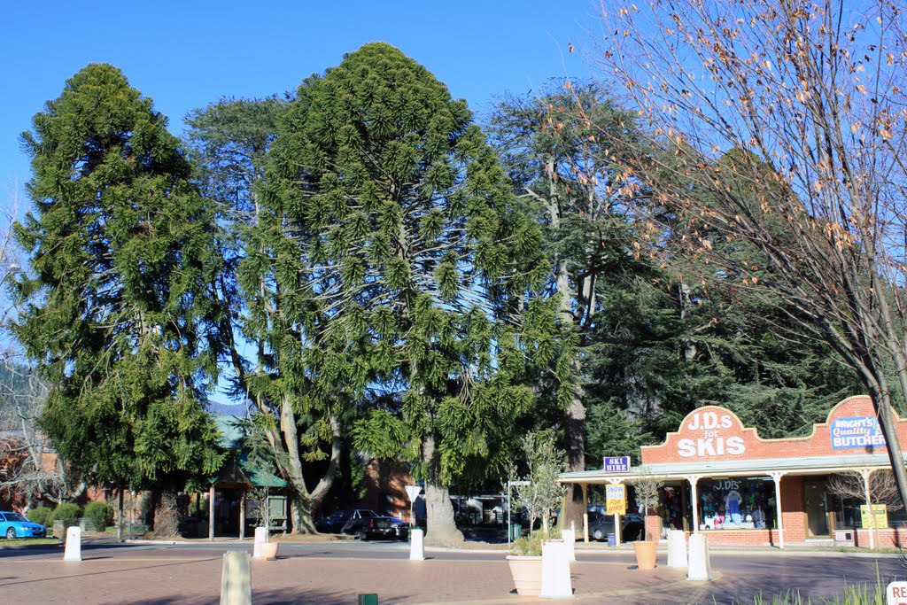 Bunya Pines by ΅ PhotoKazia ΅