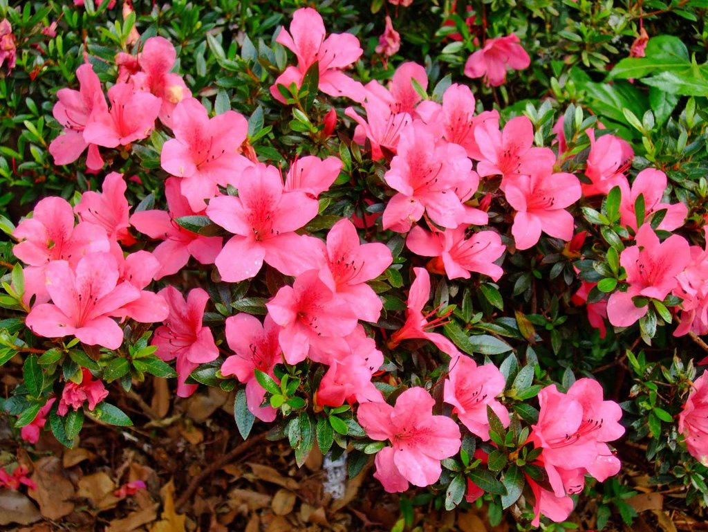 Azalea at Momiji yama garden by chibiberu