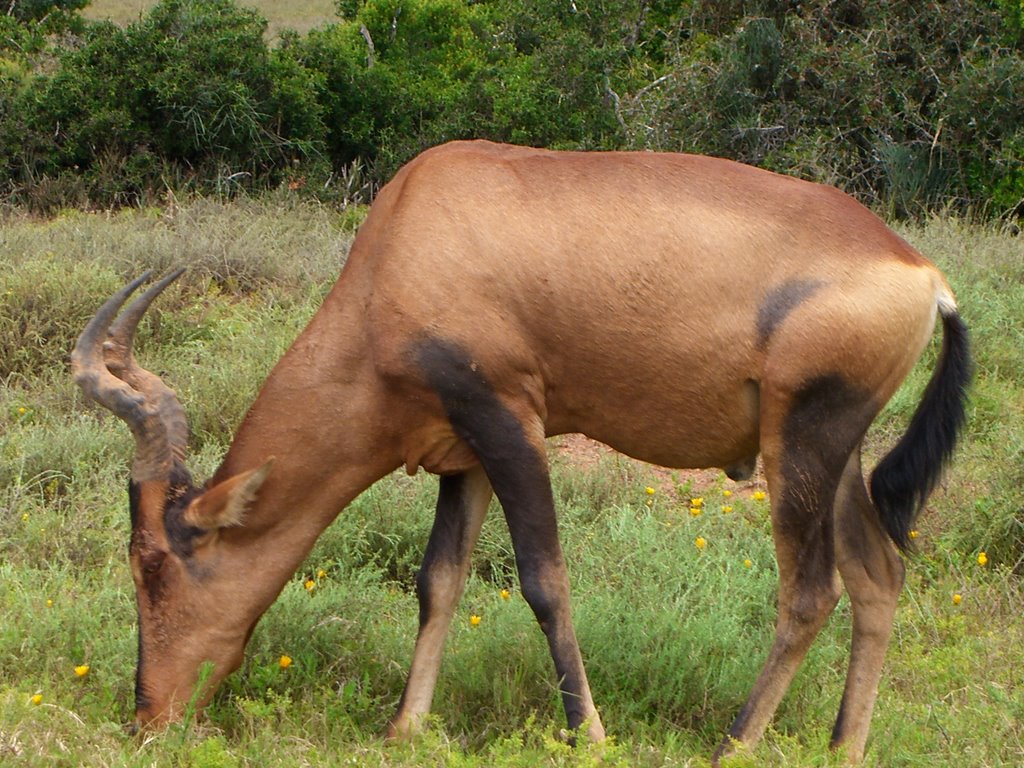 Hartebeest by mofleur