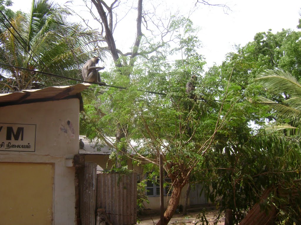 Monkeys in Drumstick Tree (முருங்கை மரத்தில் குரங்குகள்) by Umapathy