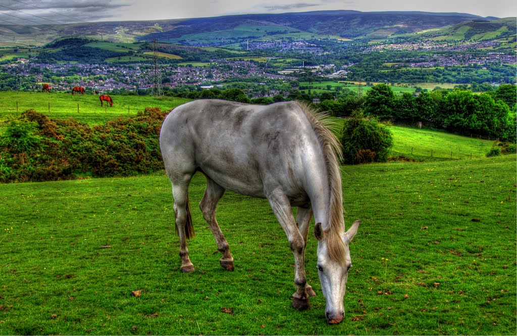 Hobson Moor by Rae Leeson