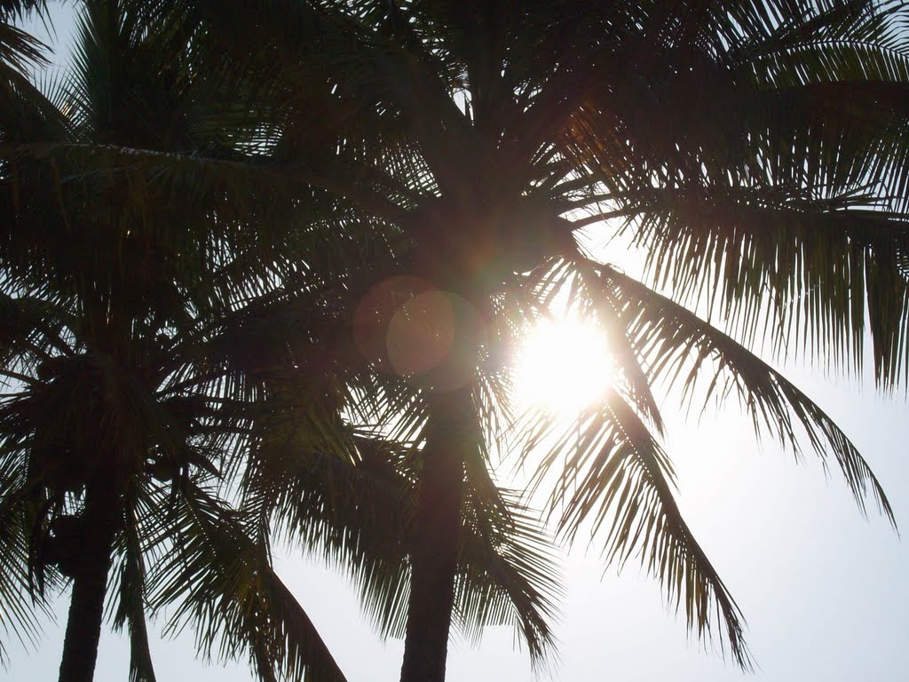 Coconuts & Sun by Maria Luiza Silva