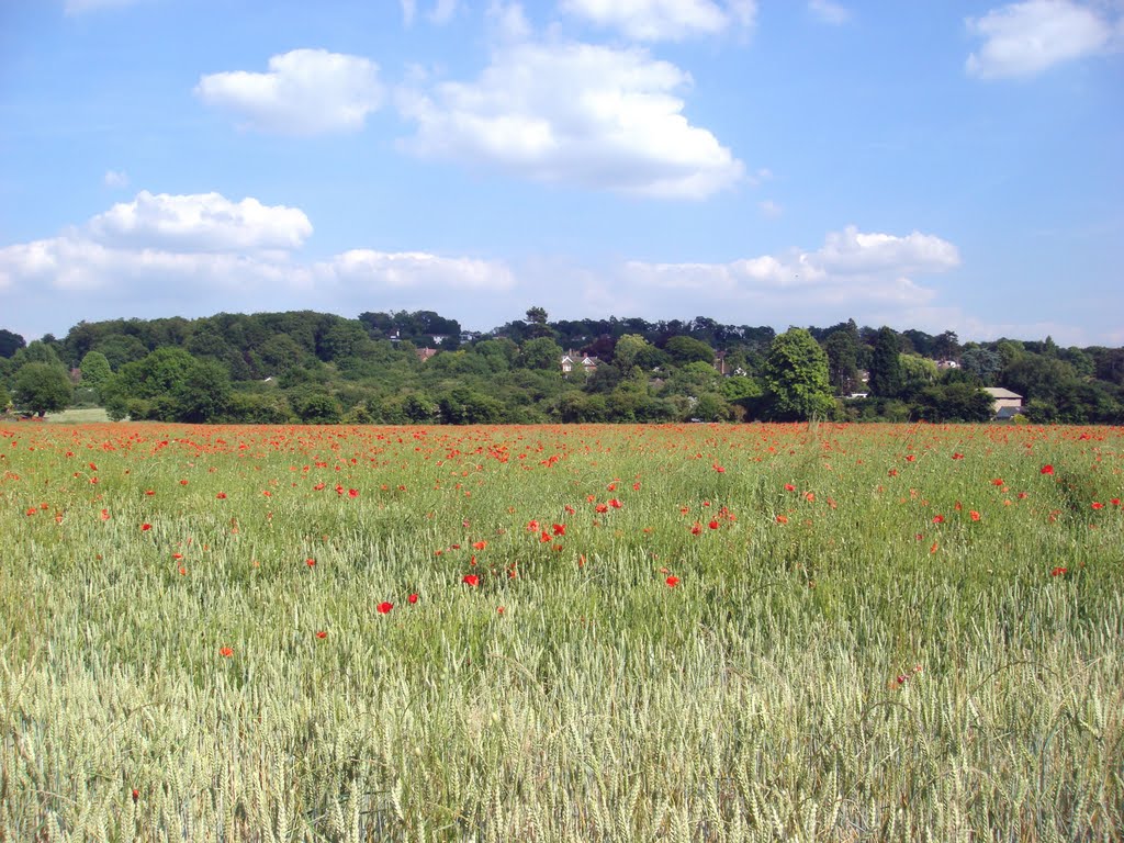 Towards Hawk's Hill by stieglitz