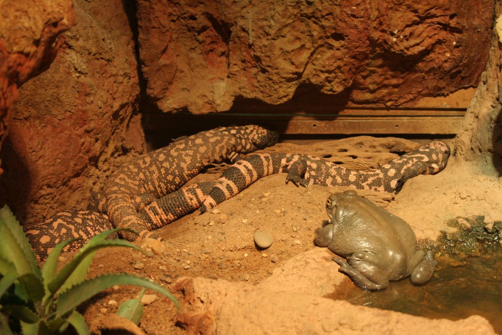 Gila Monster by Scott Hanko