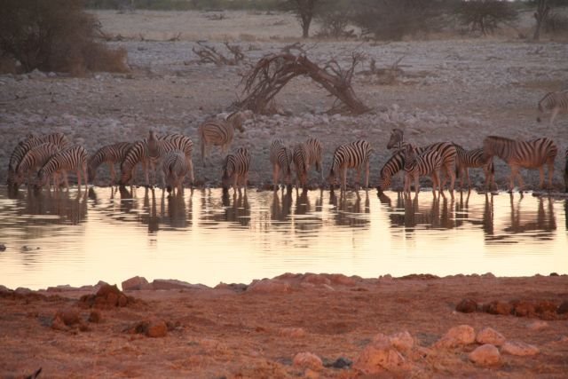 Zebra at evening by Markus Rogawski