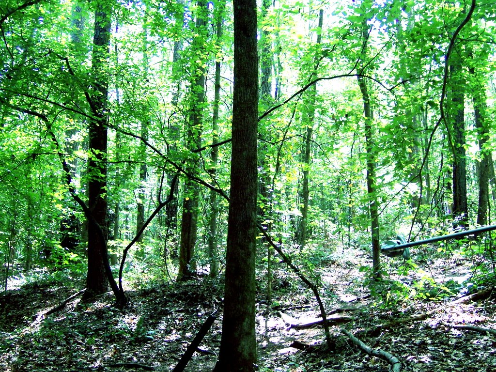 Woods behind the intramural fields by Laura Buitrago