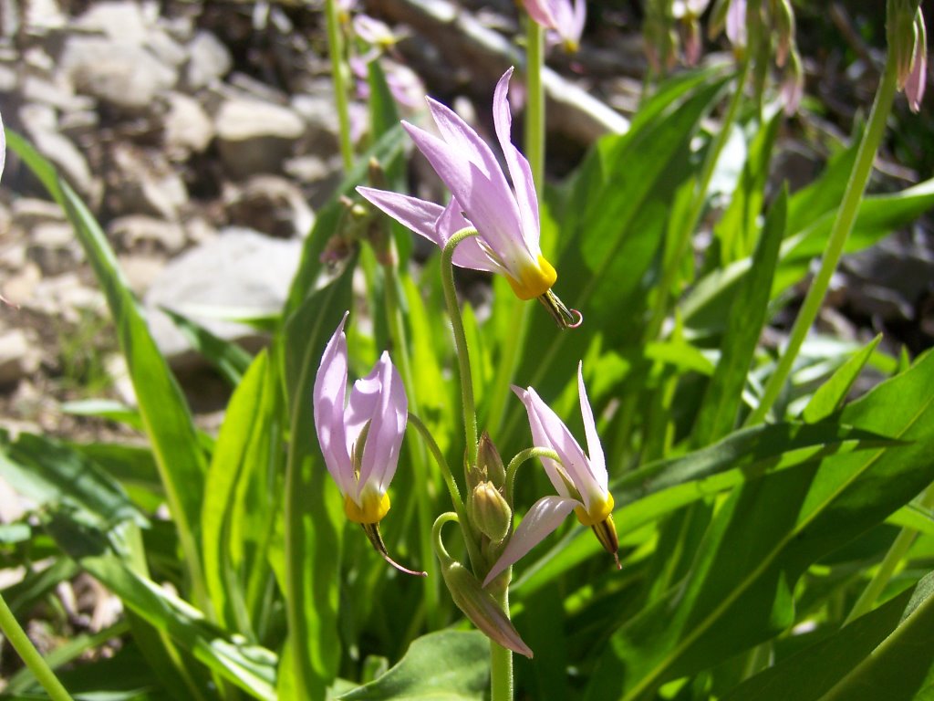 Pretty flower near Mount Charleston by Laura Buitrago