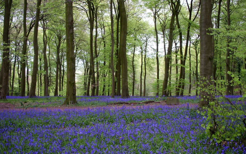 Aston Woods nr Stokenchurch by David Audcent