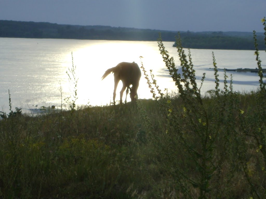 Landscape with horse by ANITNOEL