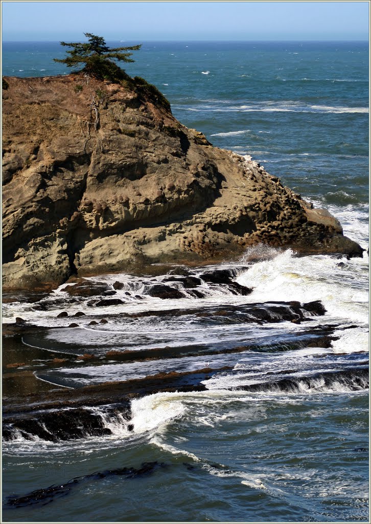 Lone Tree on a Rock - Sunset Bay State Park (suz) by Suzi in Oregon