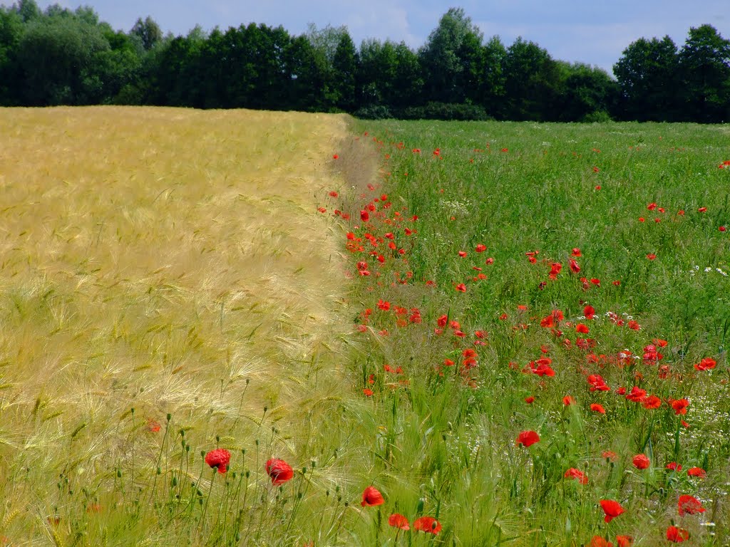 Blau, gelb, rot, grün am Wegesrand by www.fotograf1.npage.de