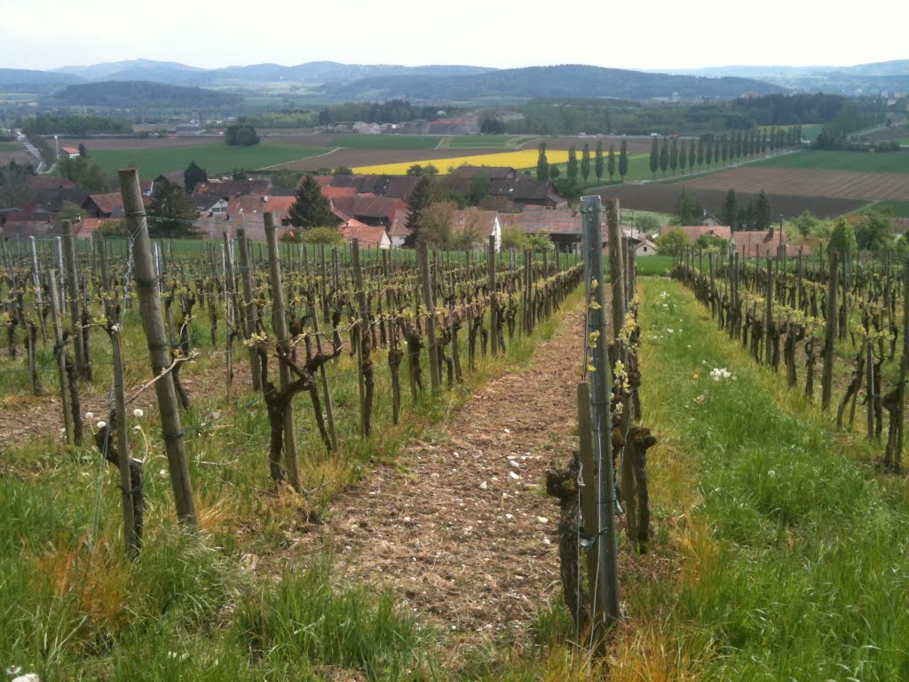 Vineyard above Stadel by Dale Blue