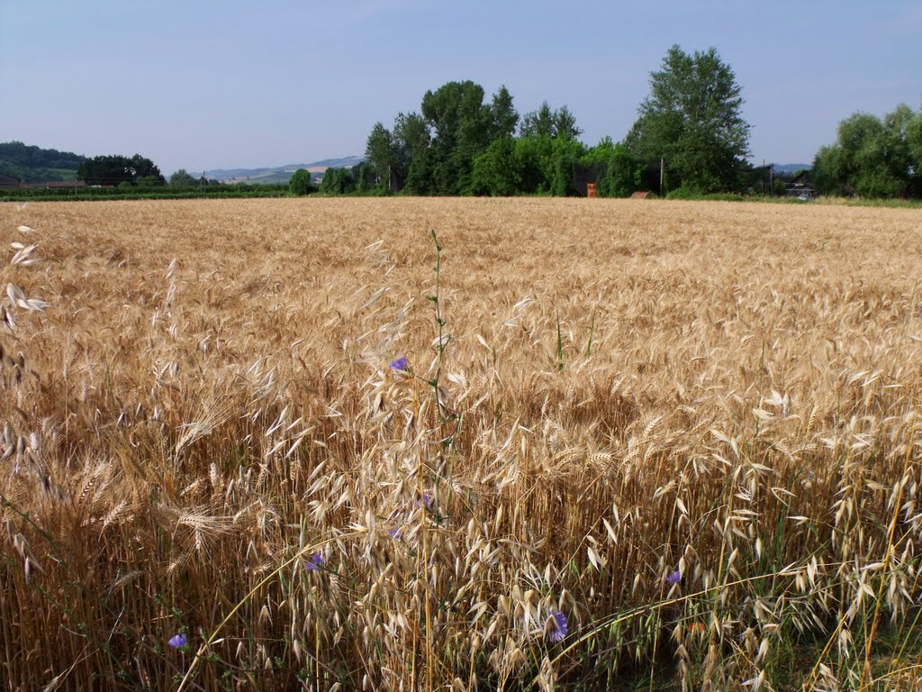 Faenza - Via S. Lucia - Campo di grano (27/06/10) by esse est reminisci (SAVE PANORAMIO)