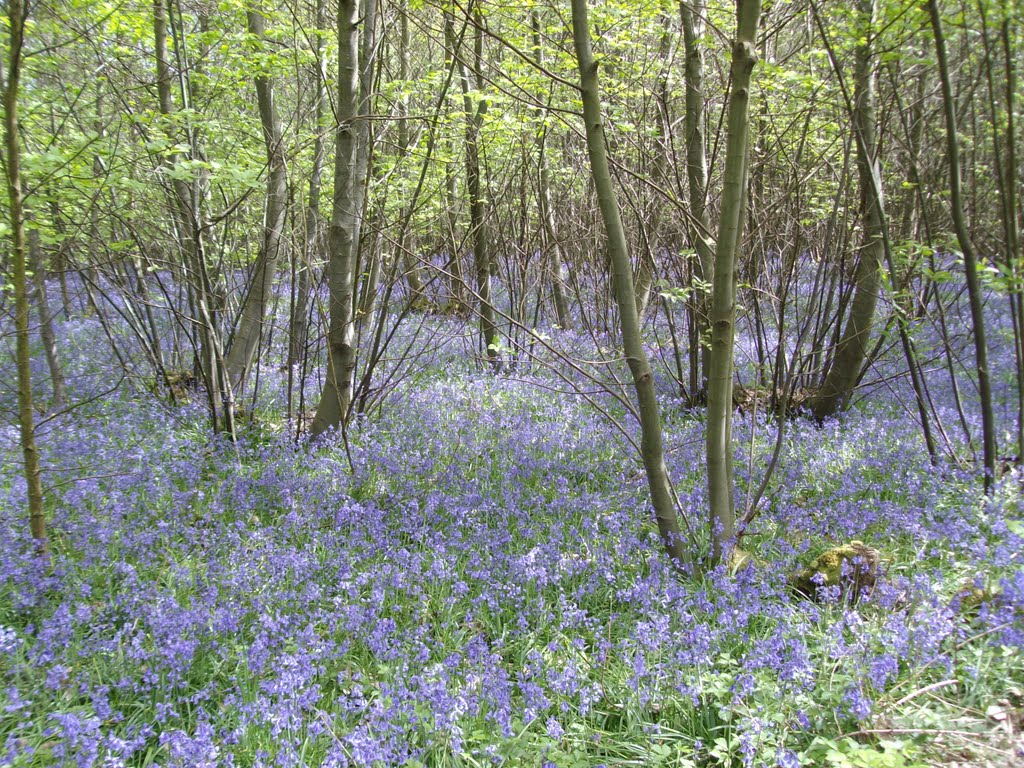 Bluebells by w_axlrose1