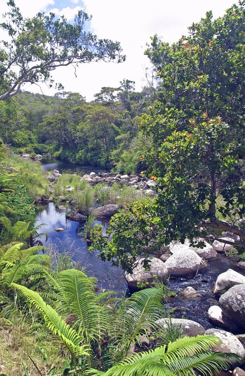 Kawaikoi Stream trail by keitheva