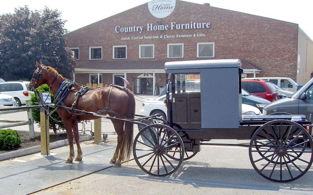 Horse and Amish Vehicle by Cleo McCall