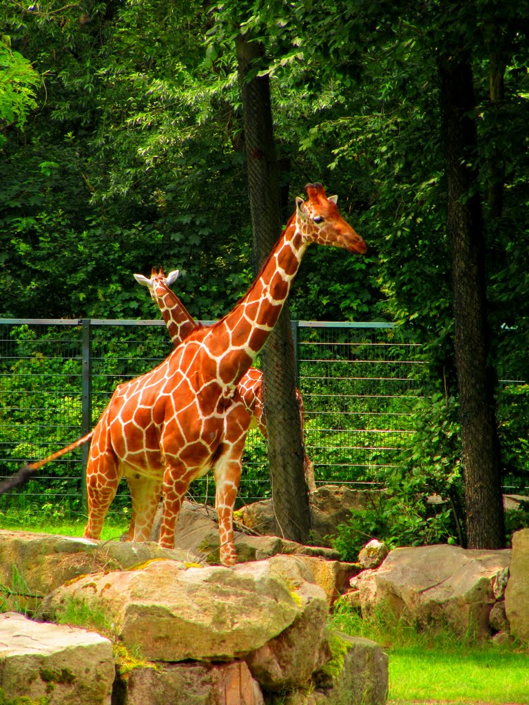 Giraffen by Christian Laurer