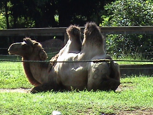 CAMELO - ZOOLÓGICO DE GOIÂNIA by adalbertoff