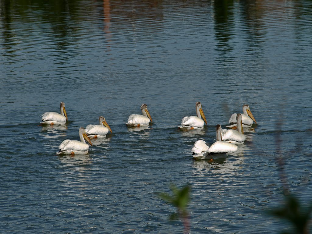 Eight White Pelicans by Nikbrovnik