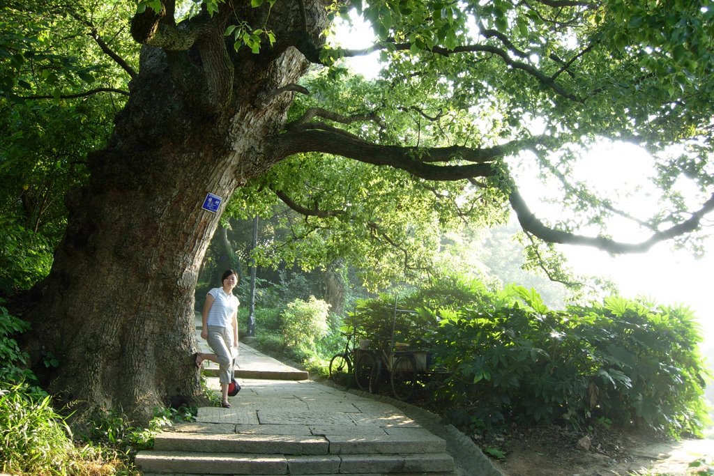 普陀山中的妙庄严路(Miaozhuangyan Road climbs in Putuo Mount) by maxtino_Rey