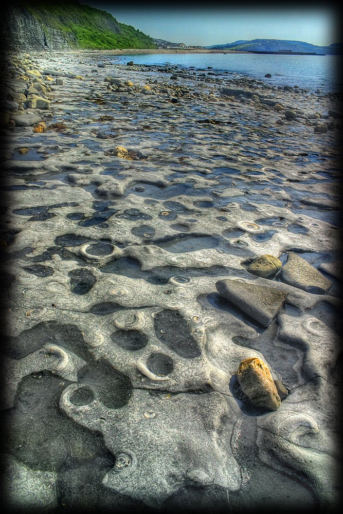 Fósiles de ammonites en la costa de Lyme Regis, Junio 2010 by beelci