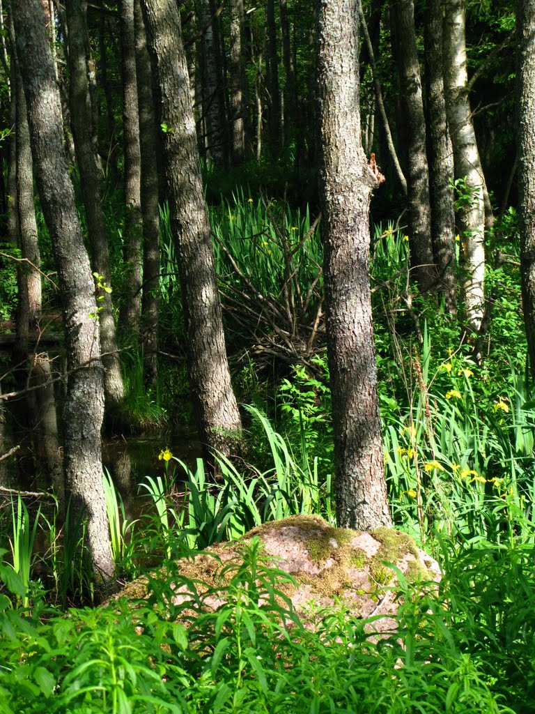 Irises near the road from Võsu to Käsmu by Maria Nikonova