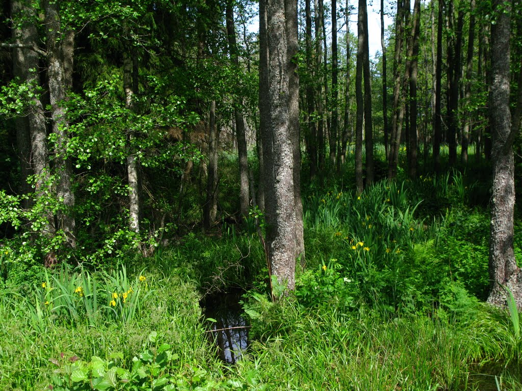 Wet forest near Käsmu gulf by Maria Nikonova