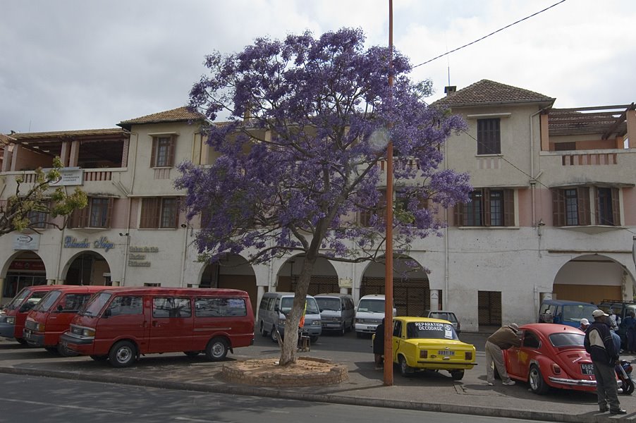 Jacaranda tree on avenue de l'Indépendance, Antananarivo by David Thyberg