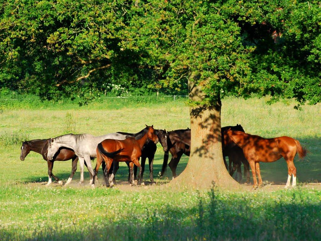 Pferde auf der Weide am Tannenhof. by Hans Wolters