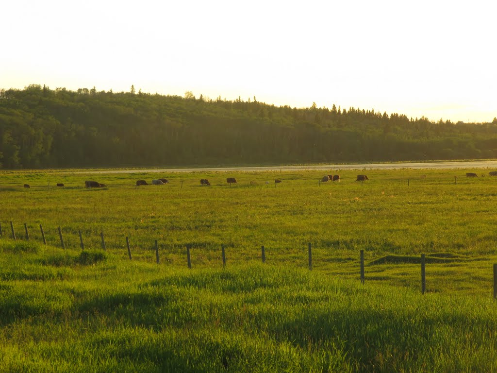 Cattle on the Open Prairie At Sunset in Coal Lake Coulee, Near Leduc AB, South of Edmonton June '10 by David Cure-Hryciuk