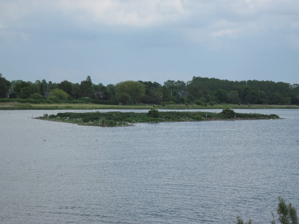 An Island with a gull colony. Artificial lakes behind Koge Bay Beach Park (Køge Bugt Strandpark). Brøndby Strand by dpr