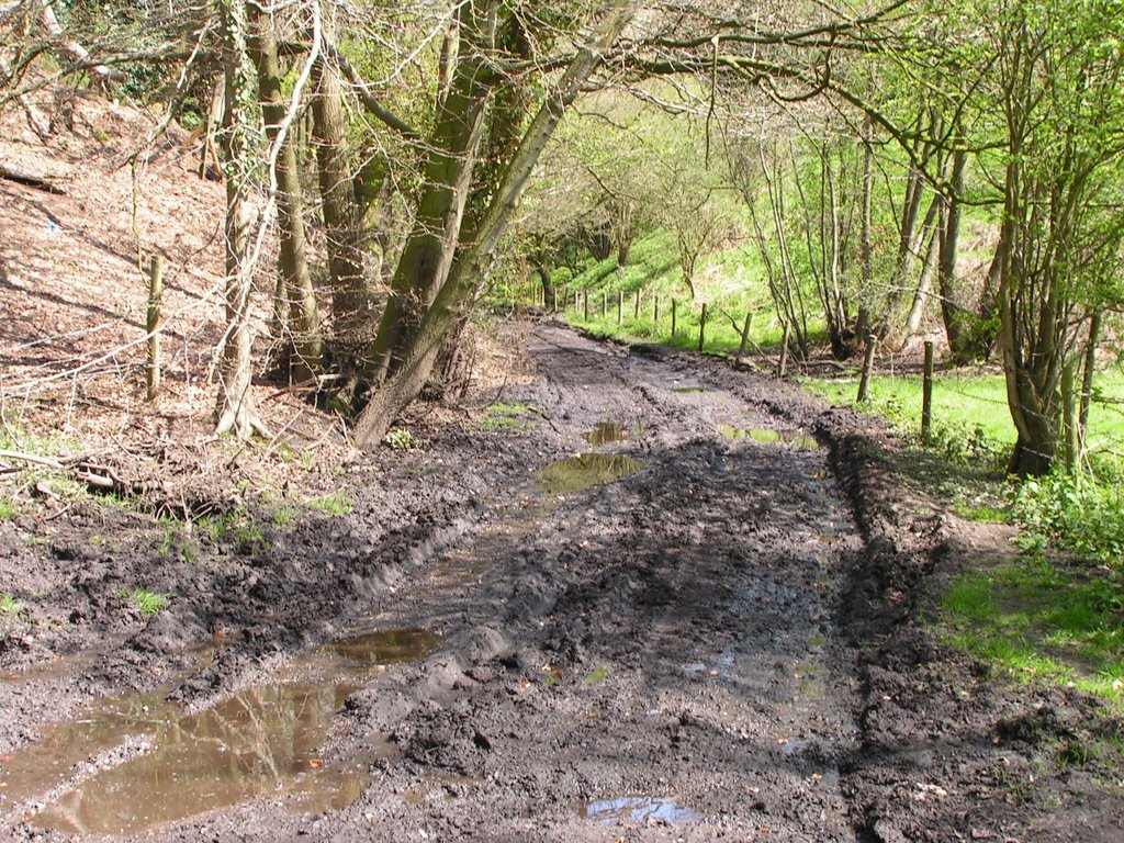 Bridlepath by Betchton Heath by Mike Shields