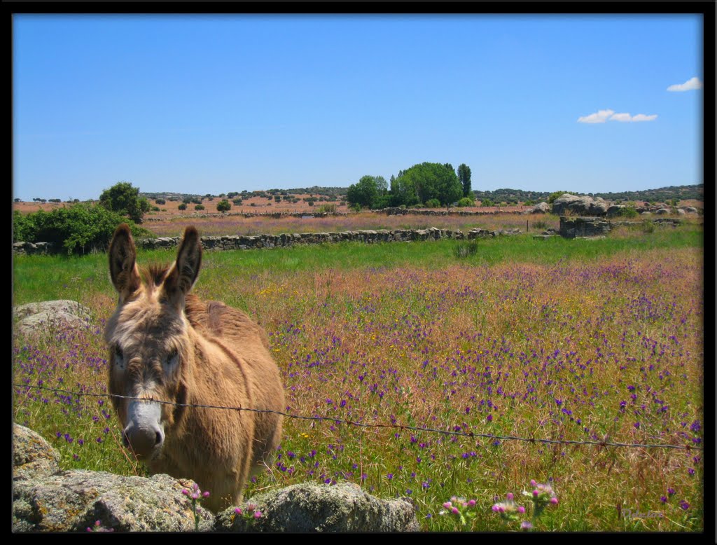 SOLITARIO EN EL CAMPO VENTEÑO by Odelot