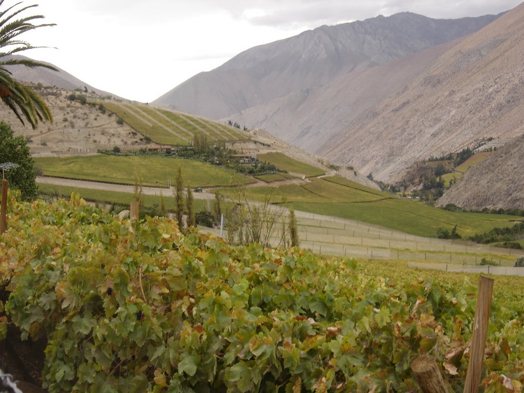 Viñas entre Pisco Elqui y Montegrande by Ricardo Martini