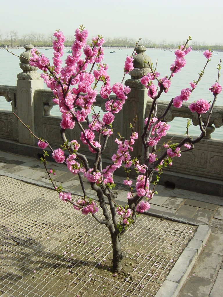 Spring in the summer palace, Beijing by Brouwertjesreizen