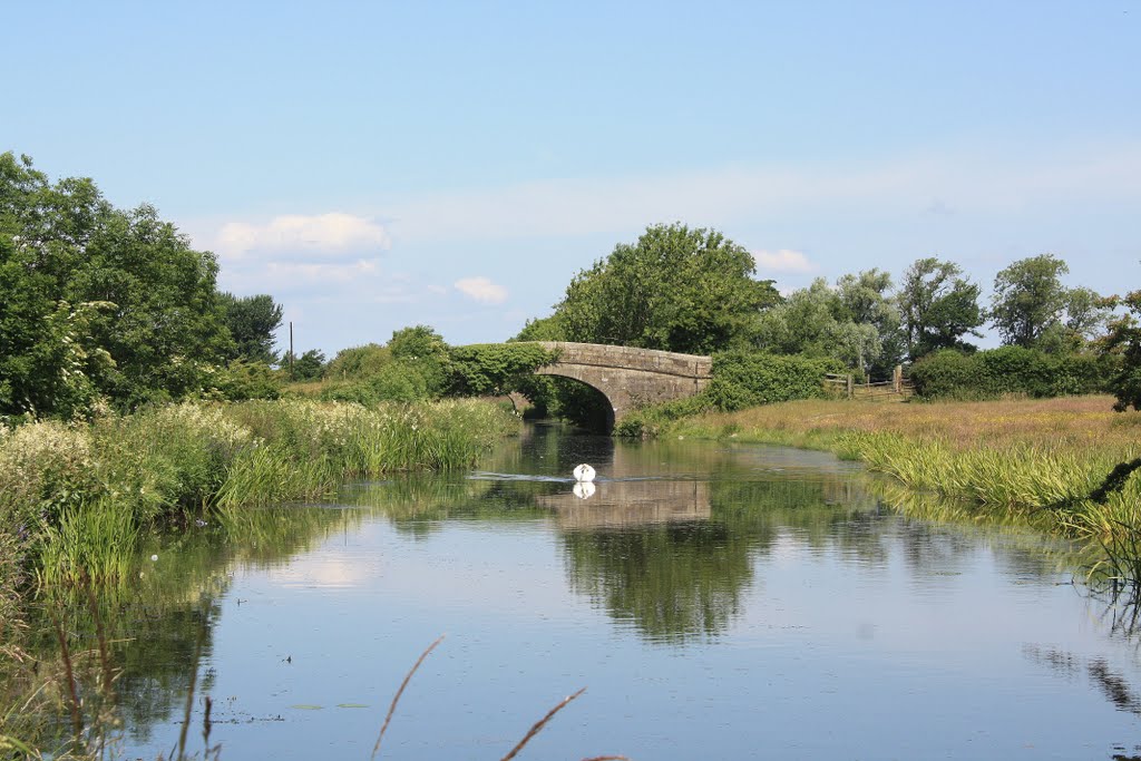 Lancaster Canal Bridge 113 and Male Mute Swan by Tony Oldfield