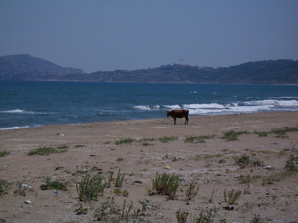 57000 Bostancılı/Sinop Merkez/Sinop, Turkey by Mehmet KAYA