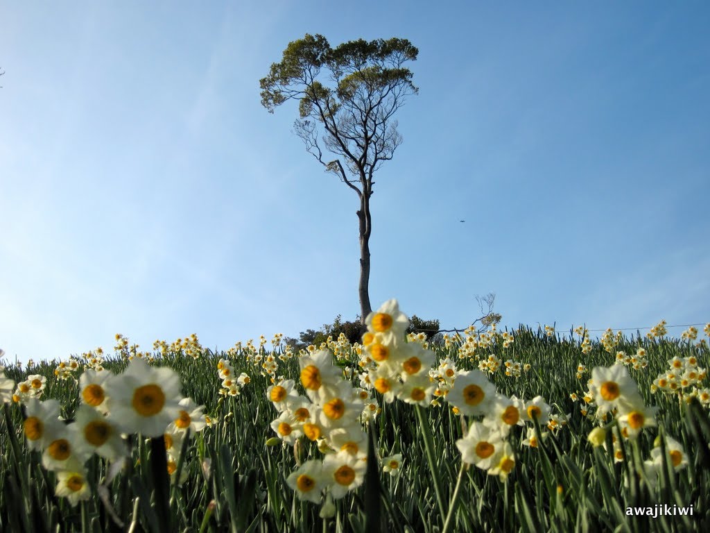 Daffodils on Awaji Island 淡路島・南あわじ・黒岩水仙郷 by Stephen Wheeler