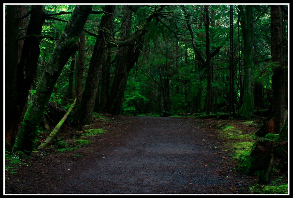 Dark Trail to the Cape by Matt Lemke