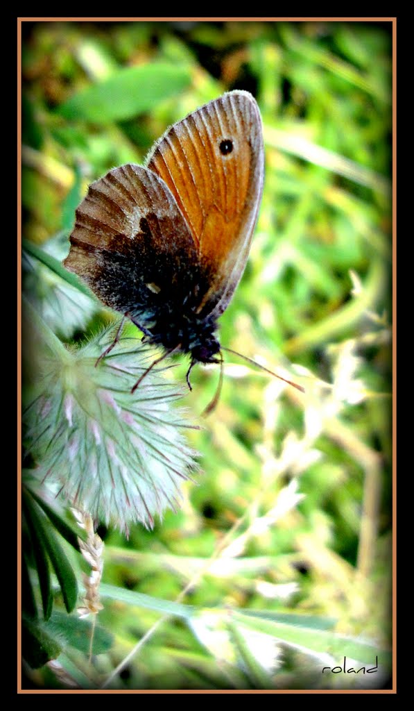 Choose yours...5 (Coenonympha pamphilus) by ~rol~ No Views!