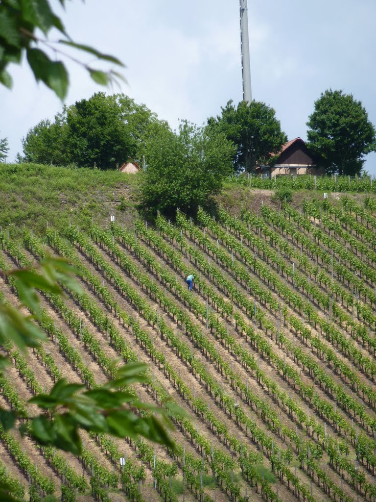 Weinberge in Freudenstein by Panzerknacker