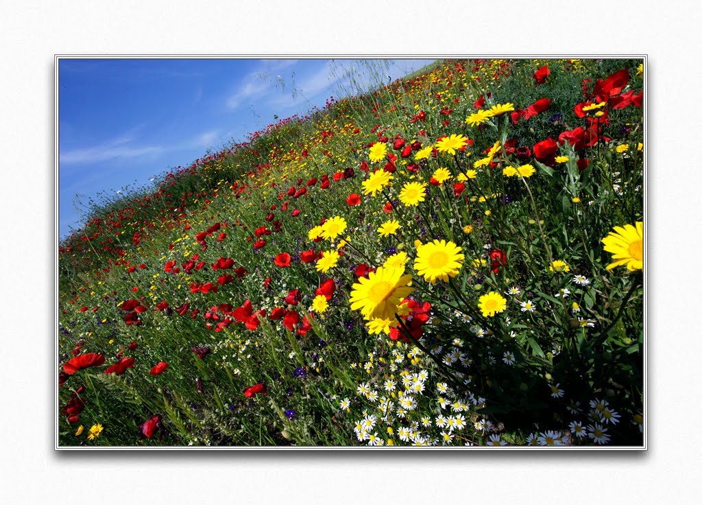 Campagna Romana in fiore, Roma 27 maggio 2010 by © Fabio Rosati ©