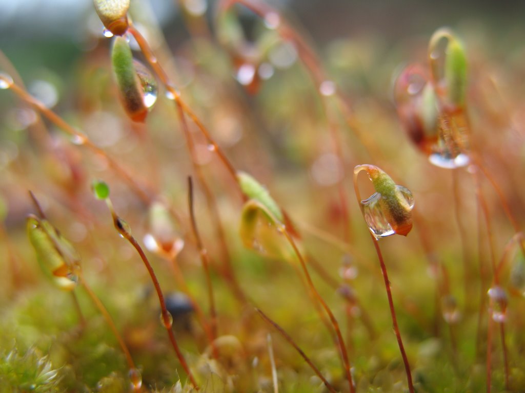 Musgo - Foto Macros by miguelv93