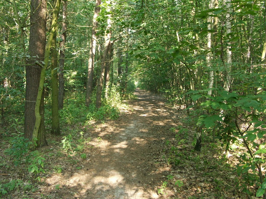 Waldweg by Motten peter