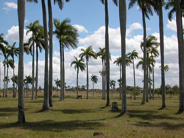 Cuba - Nueva Gerona by Maurizio I.